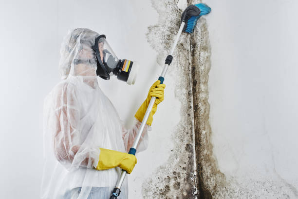 Best Mold Testing and Inspection Services in Fredericktown, OH