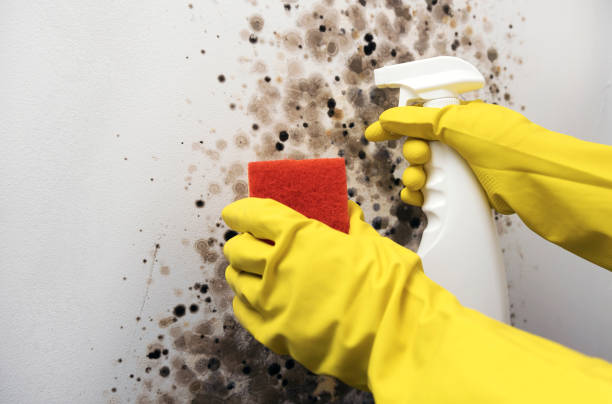 Best Crawl Space Mold Remediation in Fredericktown, OH
