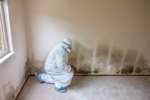 Best Commercial Mold Remediation in Fredericktown, OH