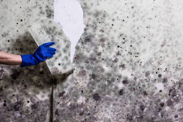 Best Industrial Mold Remediation in Fredericktown, OH